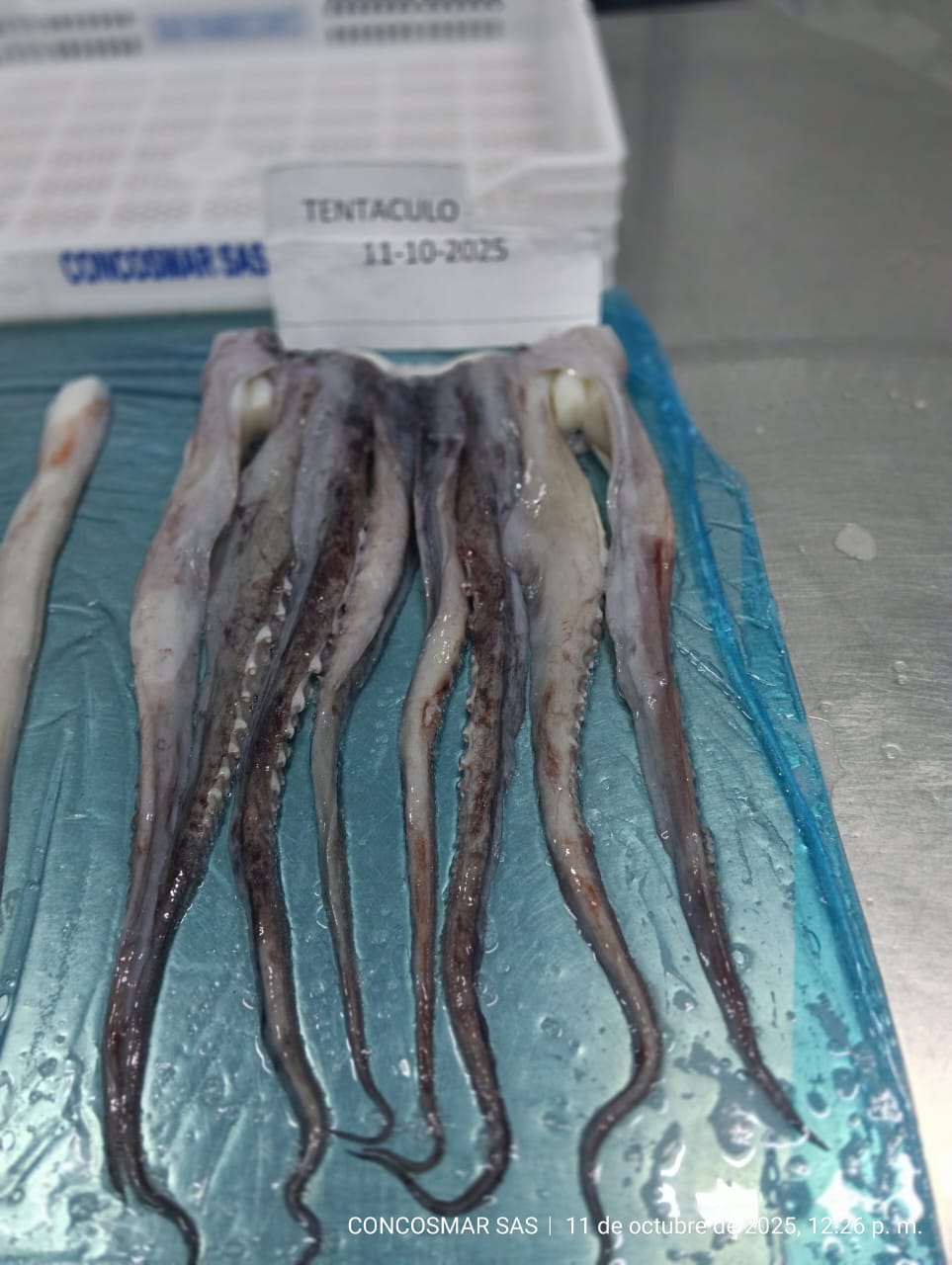 Tentáculos de Pota 1000/2000